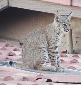 bobcat